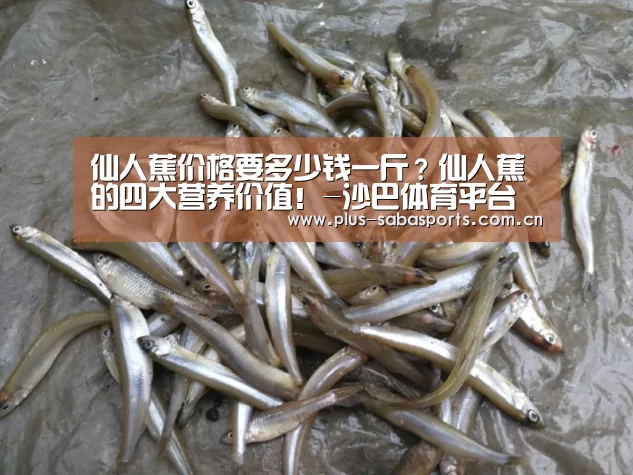 沙巴体育
