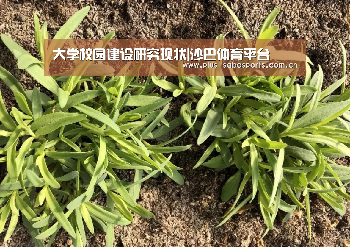 大学校园建设研究现状|沙巴体育平台(图3) 沙巴体育平台
