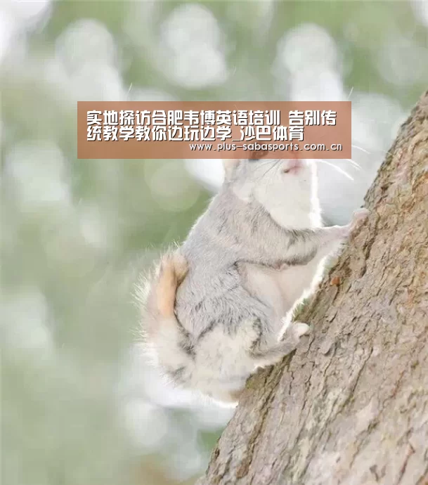 实地探访合肥韦博英语培训 告别传统教学教你边玩边学_沙巴体育(图1) 沙巴体育官网